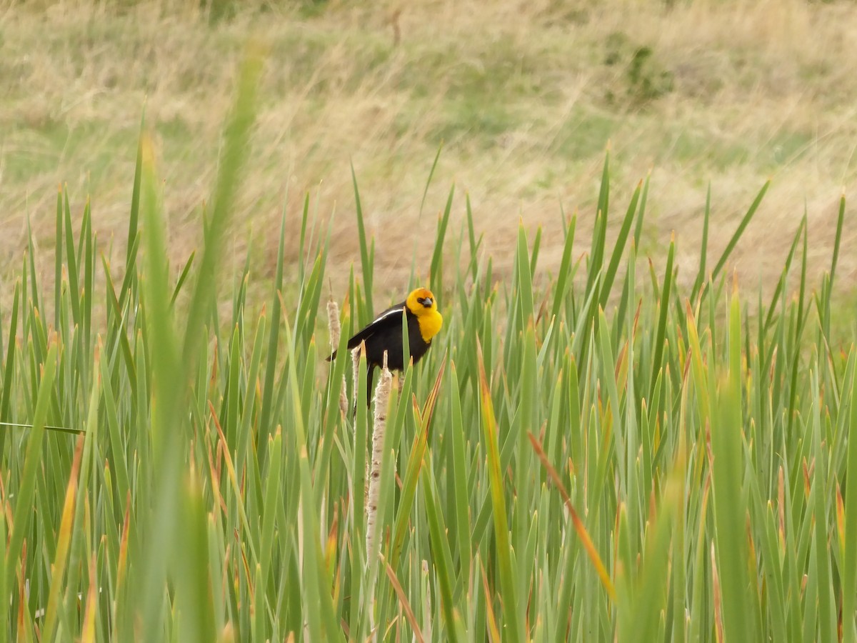 キガシラムクドリモドキ - ML646947388