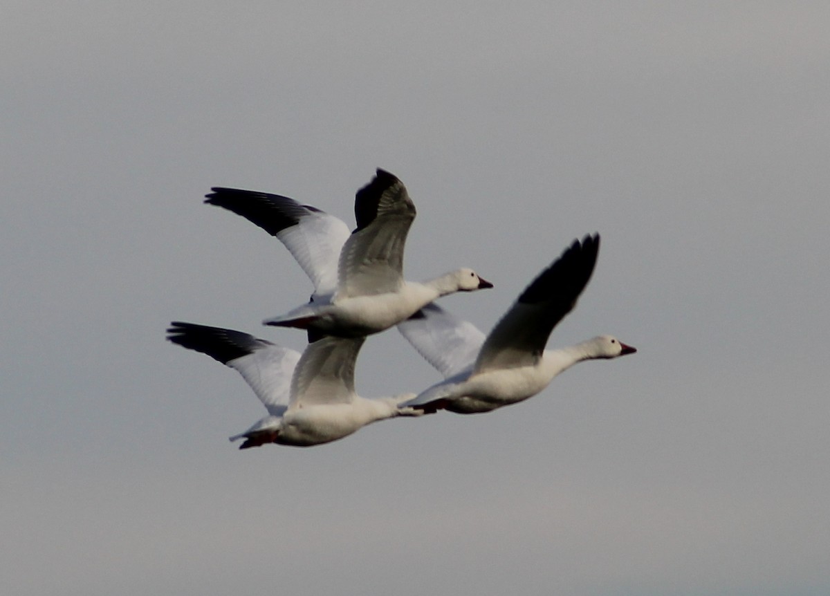 Snow Goose - ML646947389