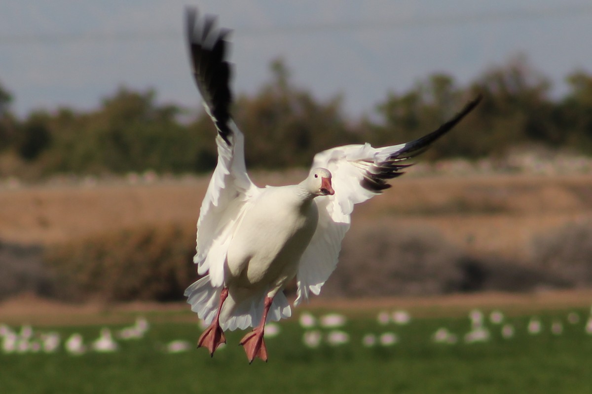 Snow Goose - ML646947390