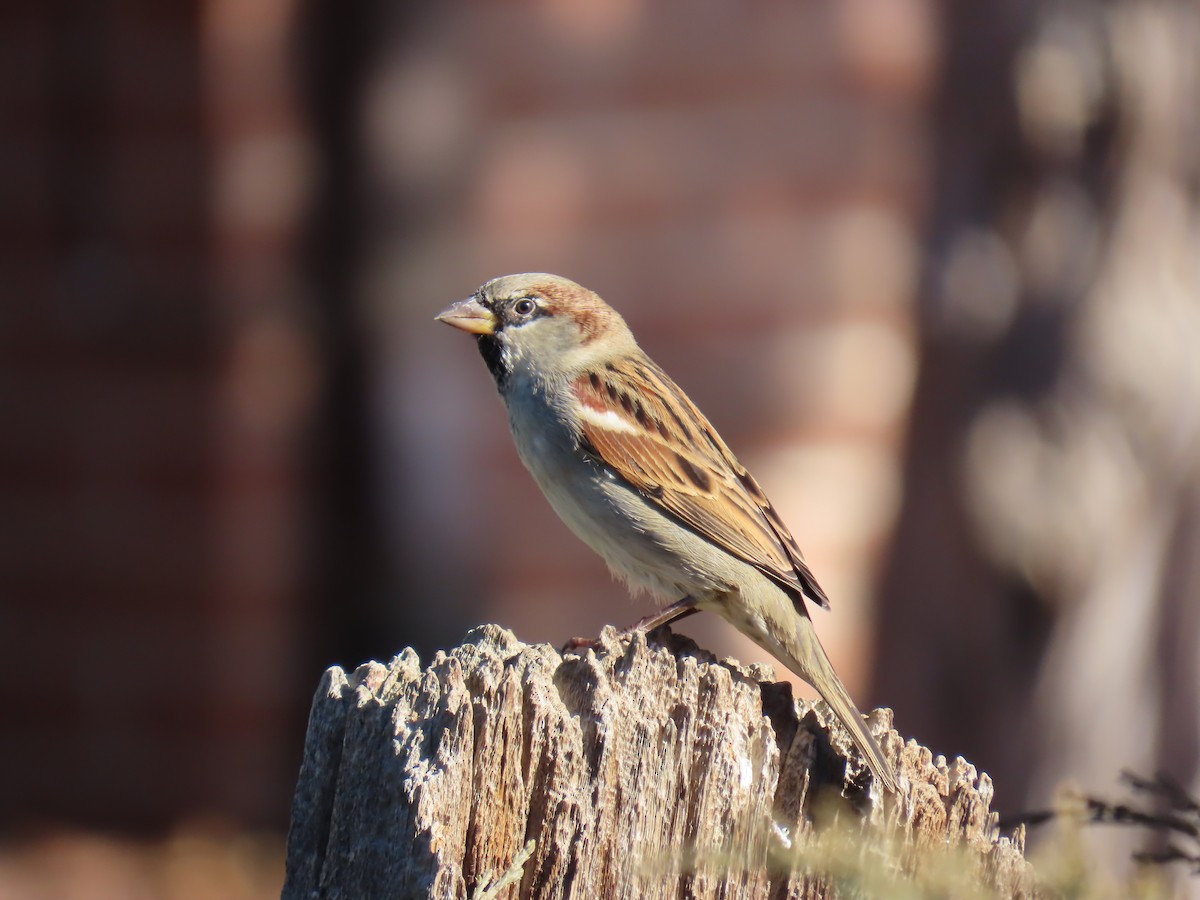 House Sparrow - ML646947392
