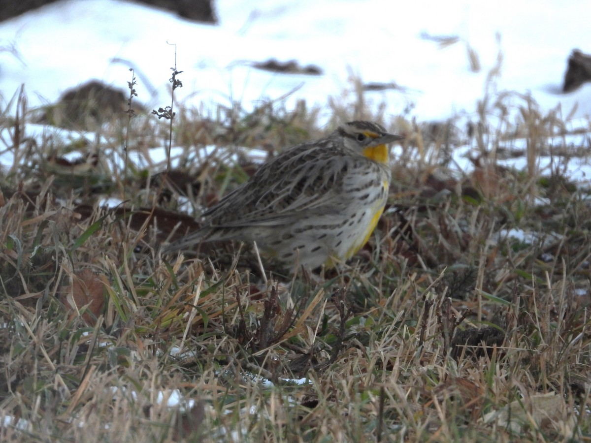 Western Meadowlark - ML646947393