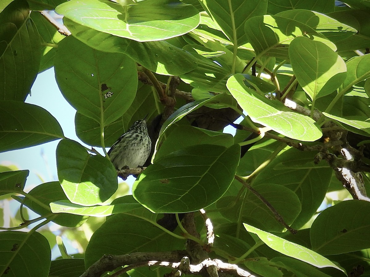 Elfin-woods Warbler - ML646947404