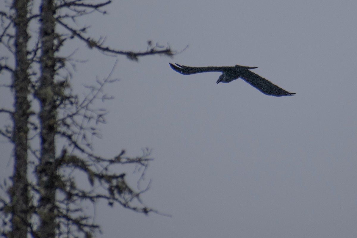 Erroi handia - ML646947409