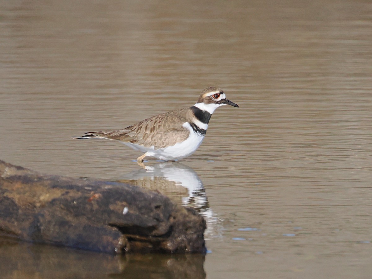 フタオビチドリ - ML646947412