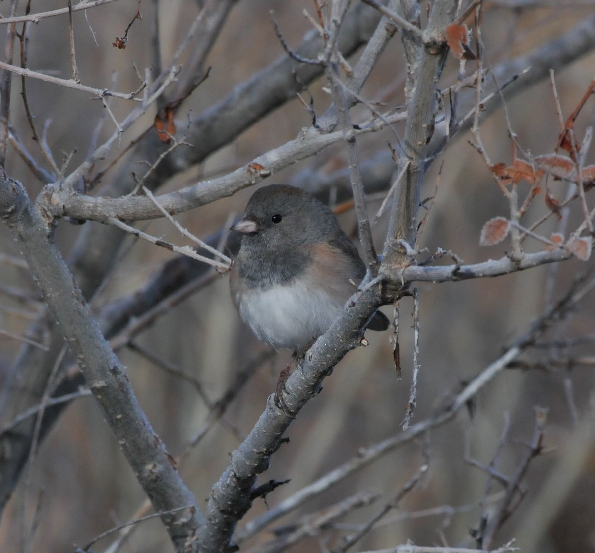 strnadec zimní [skupina oreganus] - ML646947417
