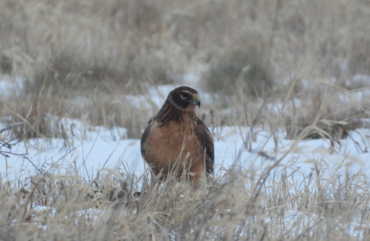 זרון אמריקני - ML646947419