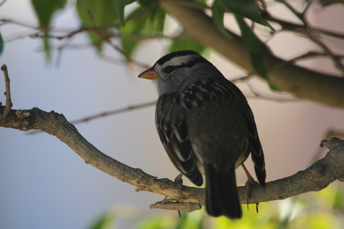 White-crowned Sparrow - ML646947420
