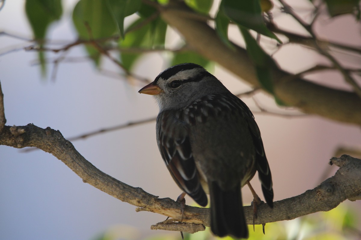 White-crowned Sparrow - ML646947421