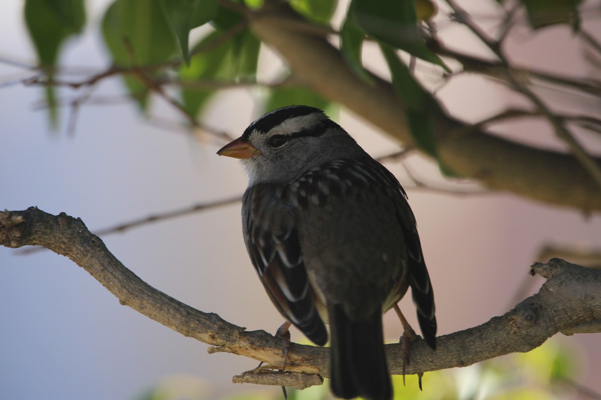 White-crowned Sparrow - ML646947422