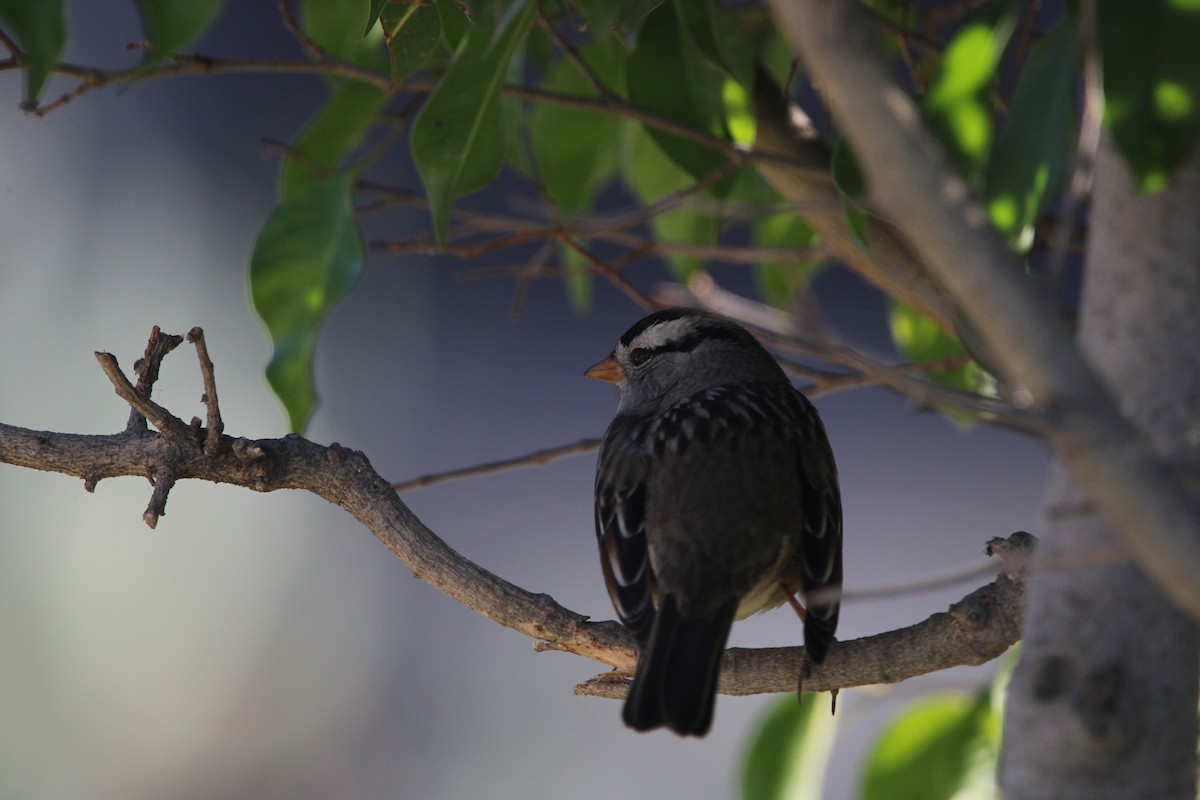 White-crowned Sparrow - ML646947423