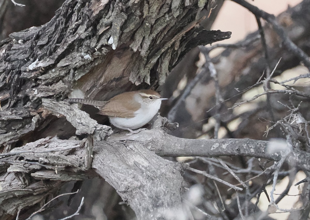 Troglodyte de Bewick - ML646947424