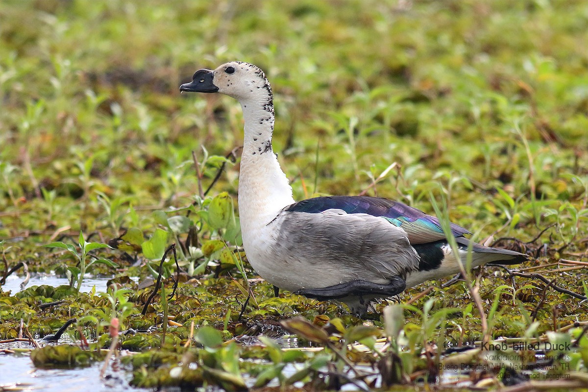 コブガモ - ML646947431