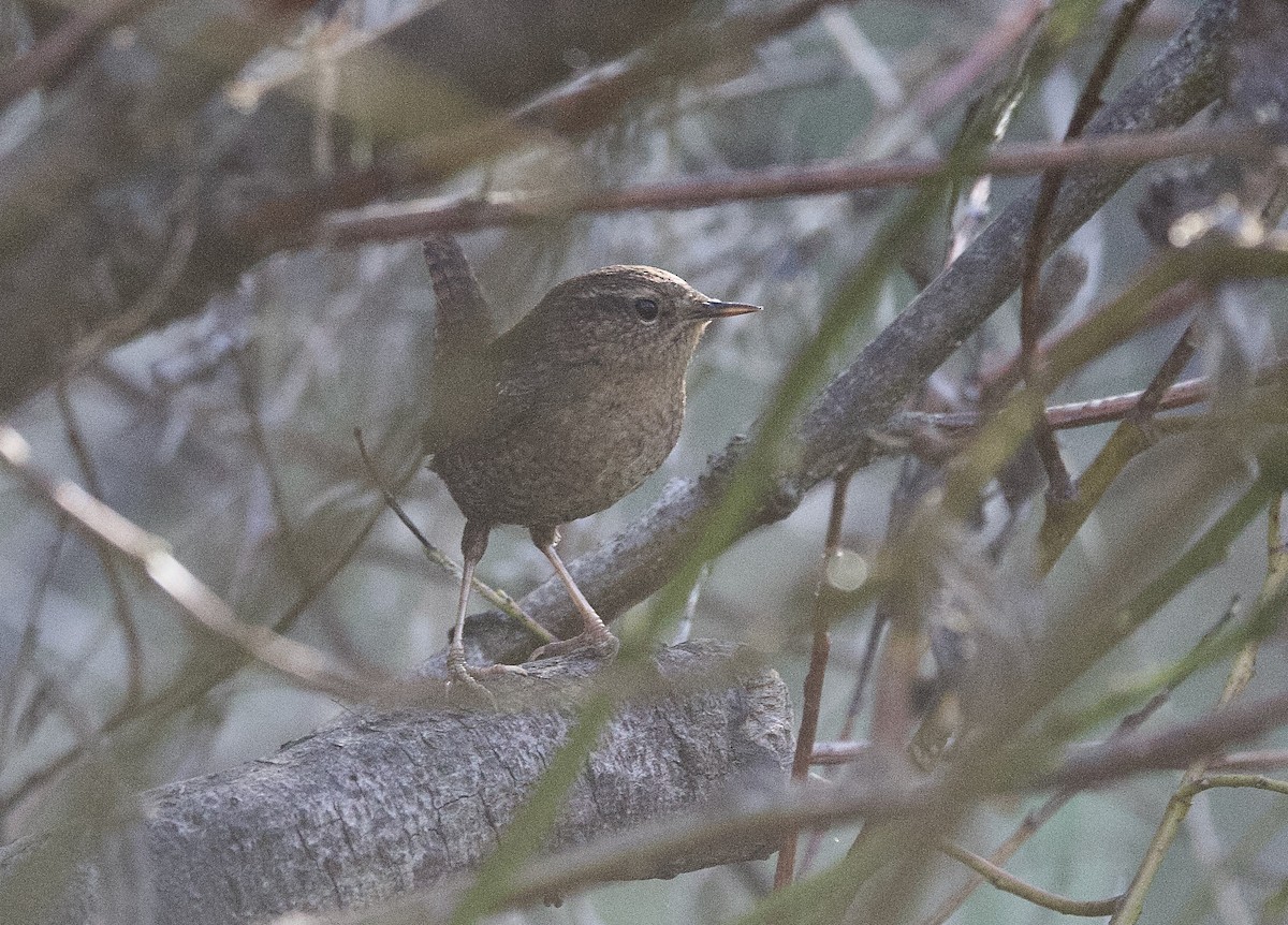 タイヘイミソサザイ - ML646947433