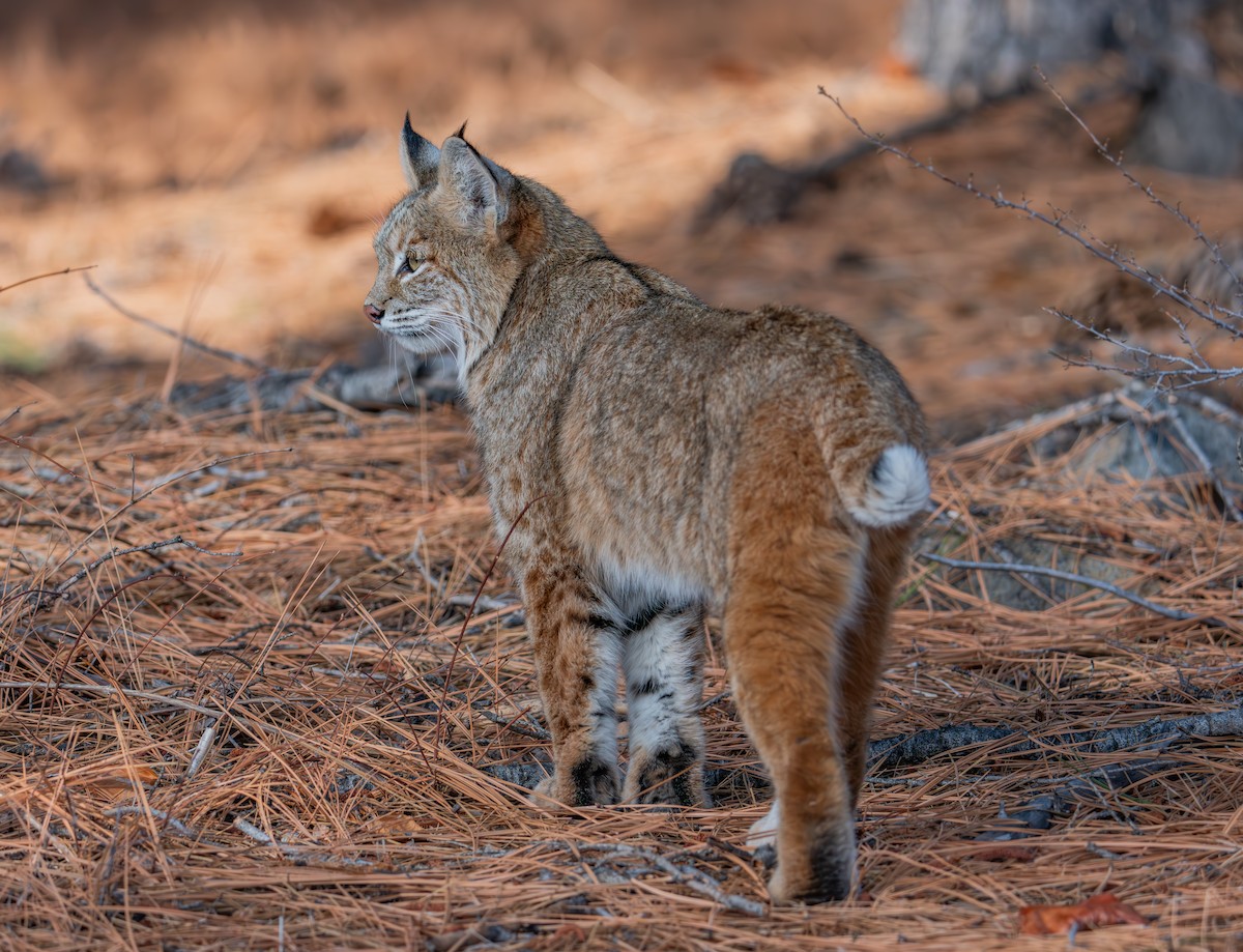 Western Bobcat - ML646947434