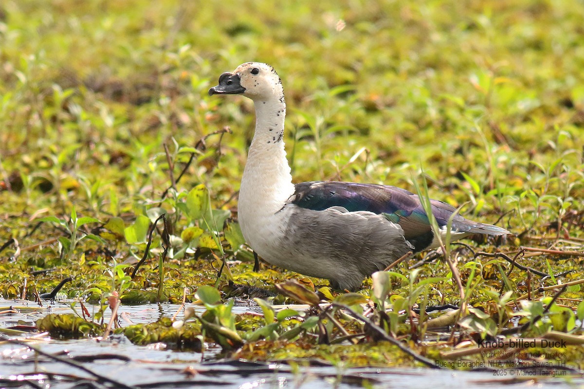 コブガモ - ML646947435