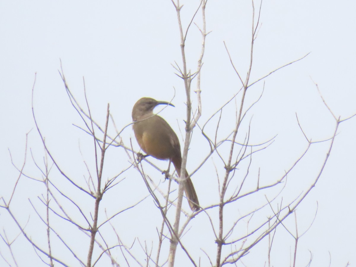 California Thrasher - ML646947439
