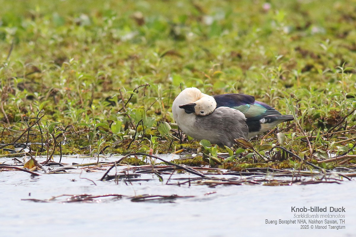 コブガモ - ML646947440