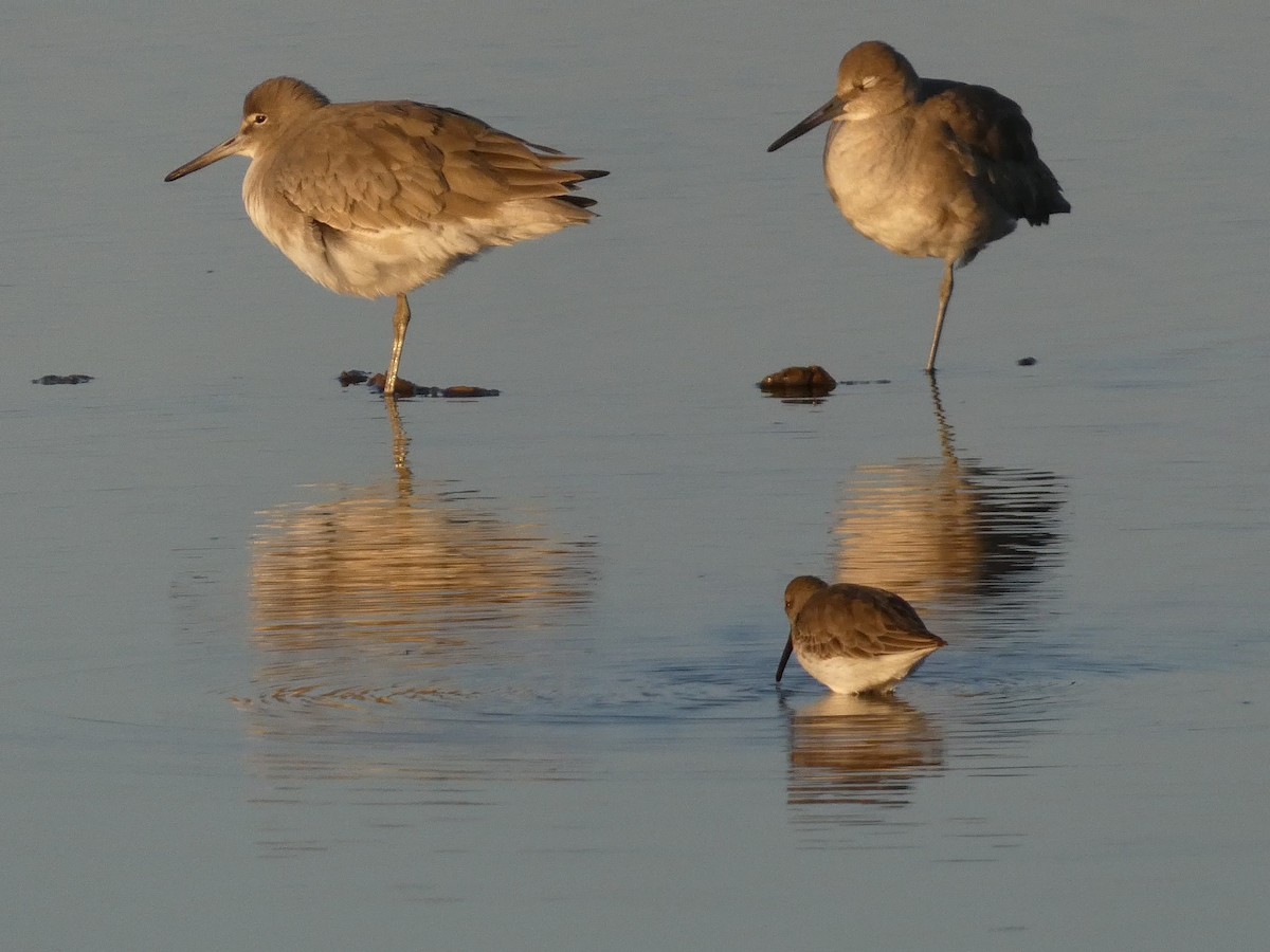 Playero Aliblanco (inornata) - ML646947443
