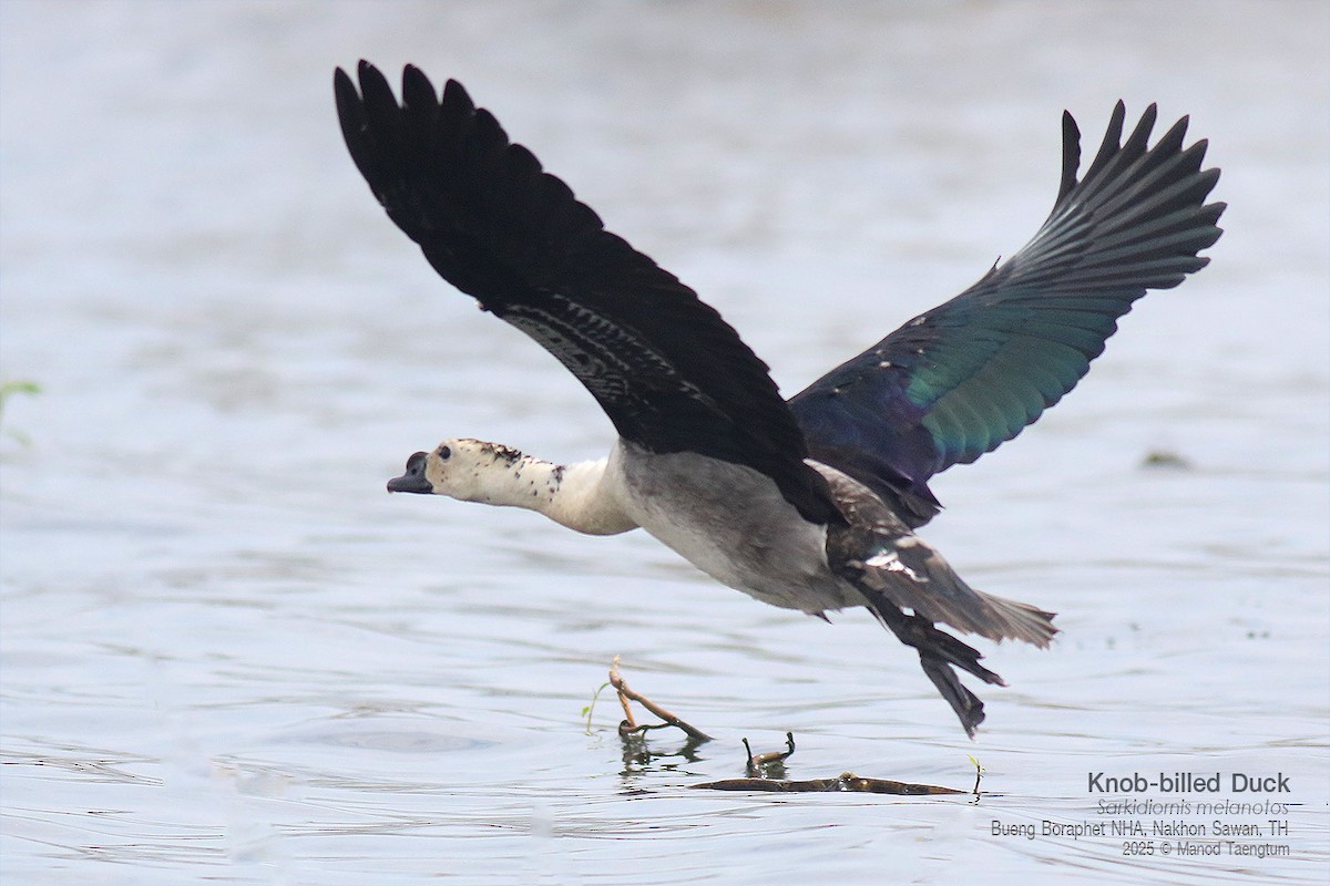 コブガモ - ML646947444