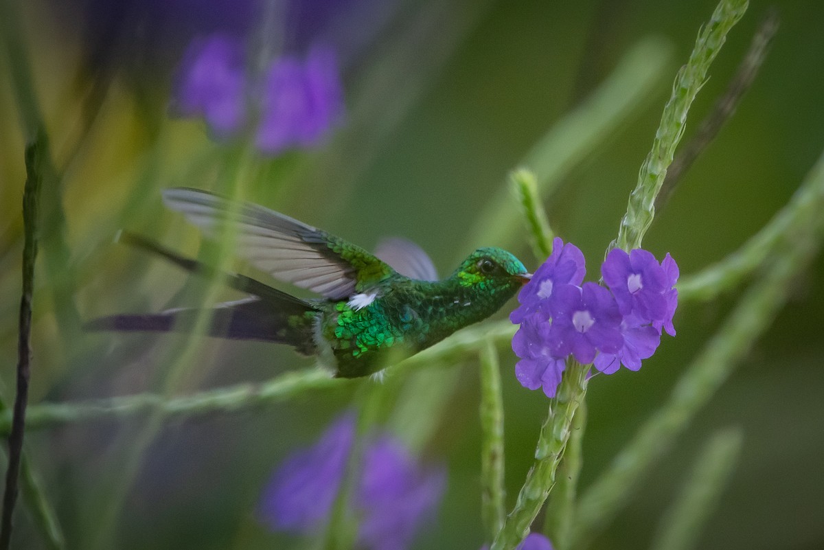 Golden-crowned Emerald - ML646947445