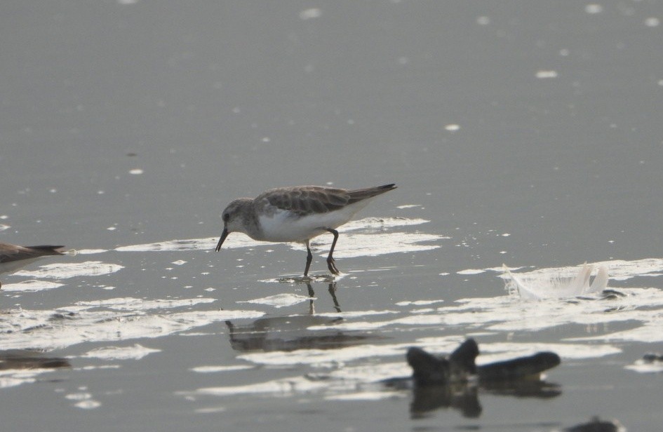 Little Stint - ML646947446