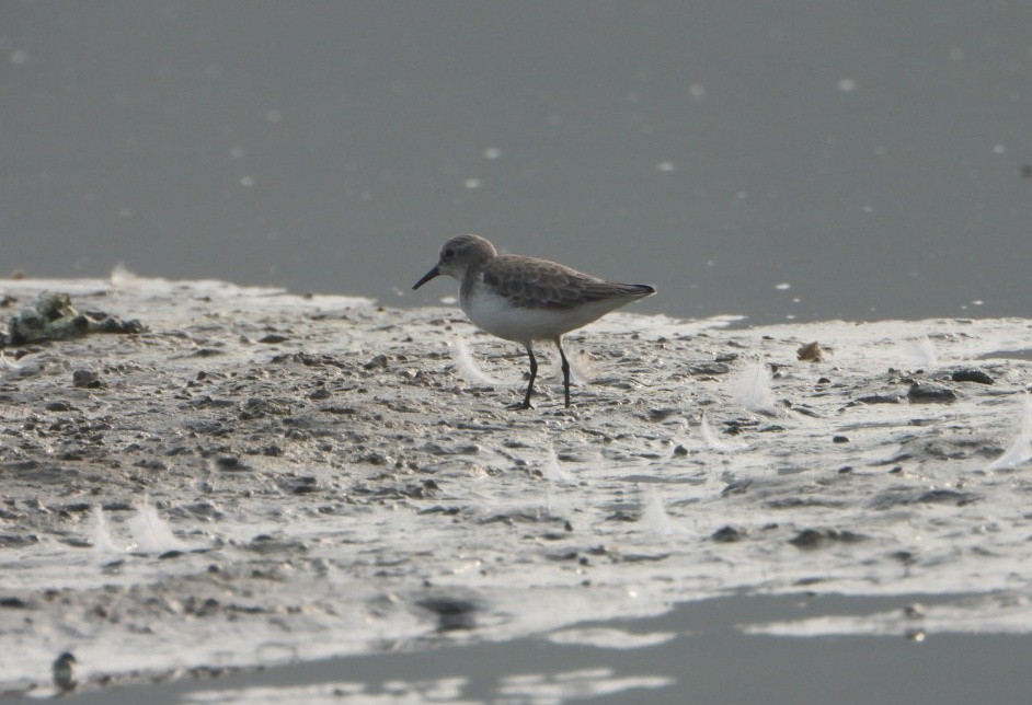 Little Stint - ML646947447