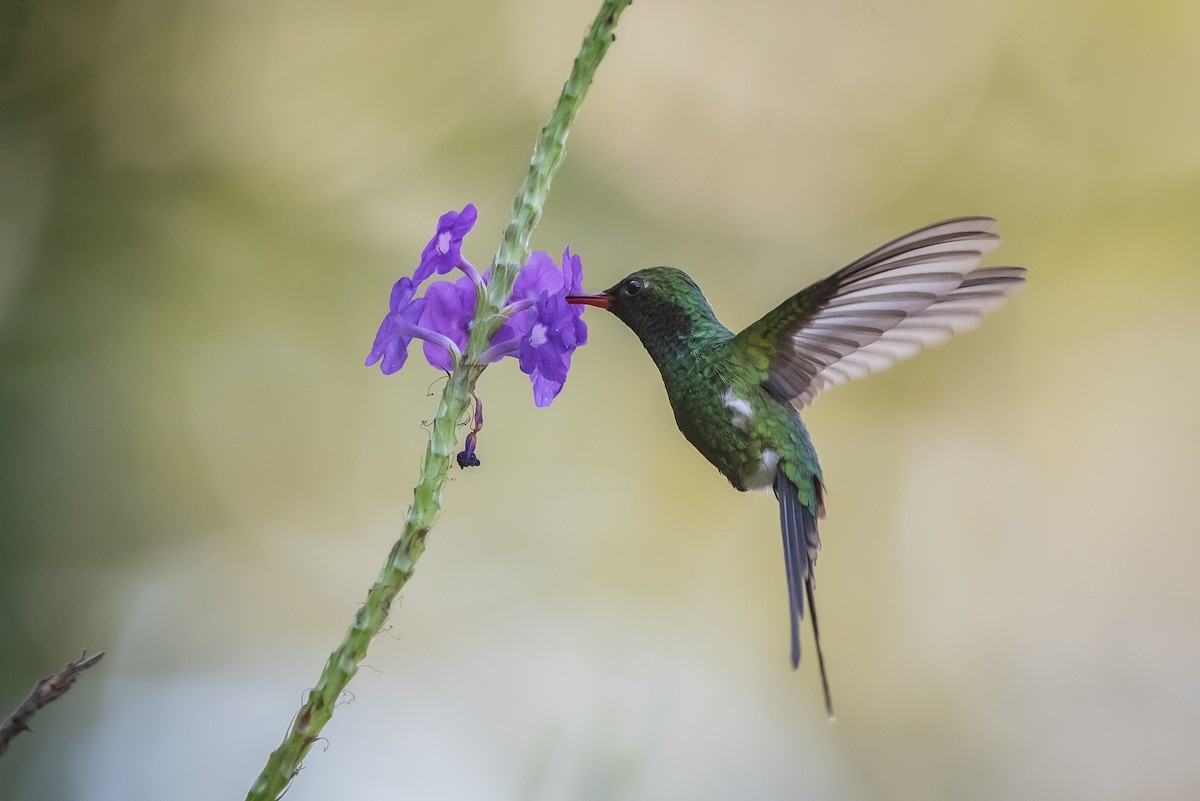 Golden-crowned Emerald - ML646947450