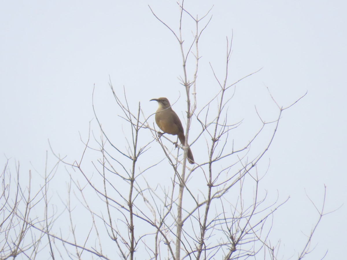 California Thrasher - ML646947456
