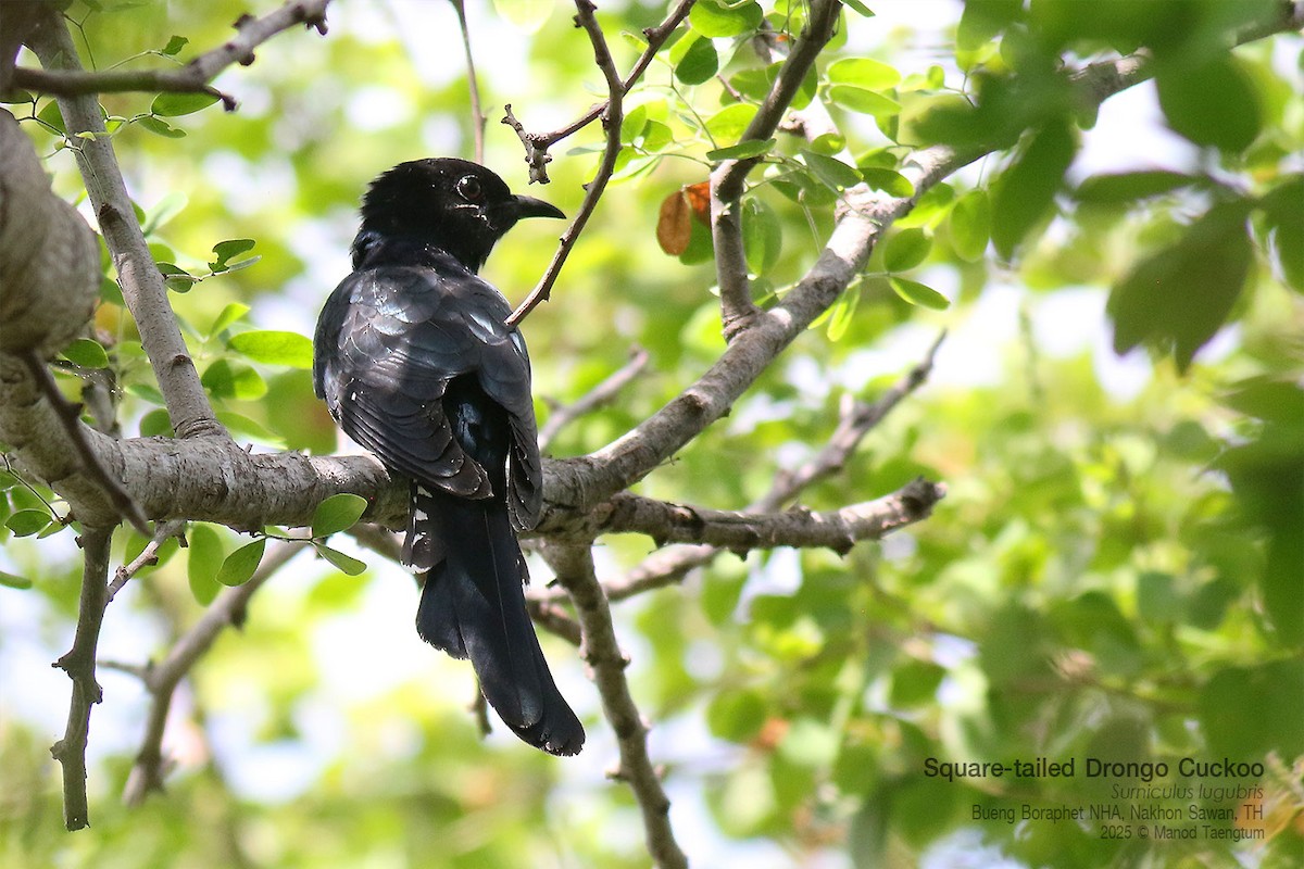 オウチュウカッコウ - ML646947457