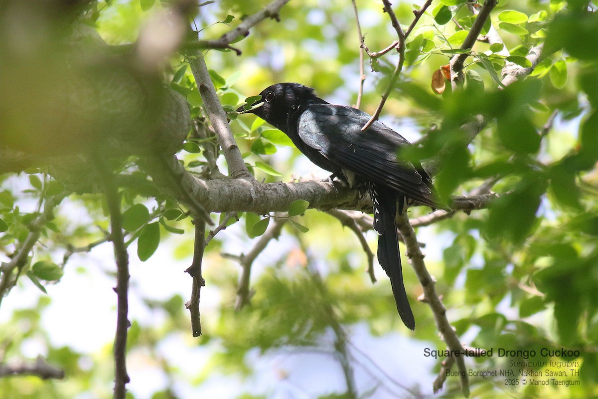 オウチュウカッコウ - ML646947458