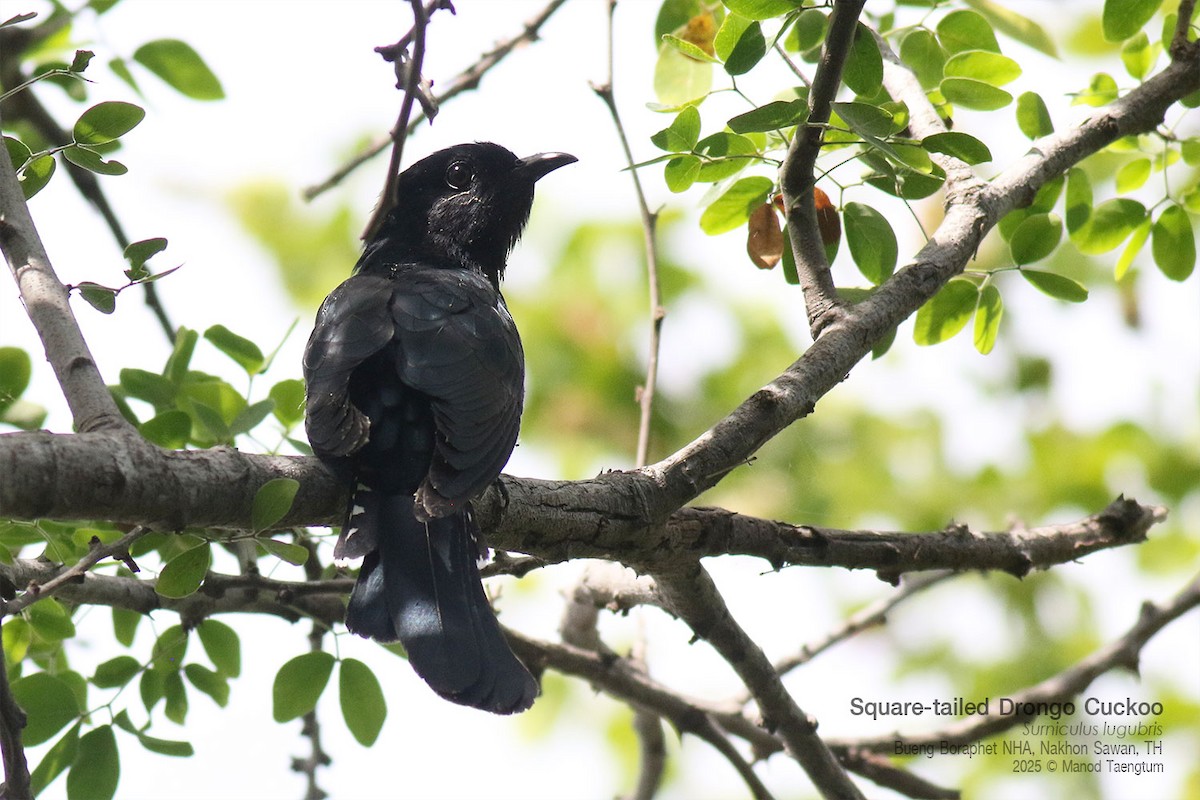 オウチュウカッコウ - ML646947459