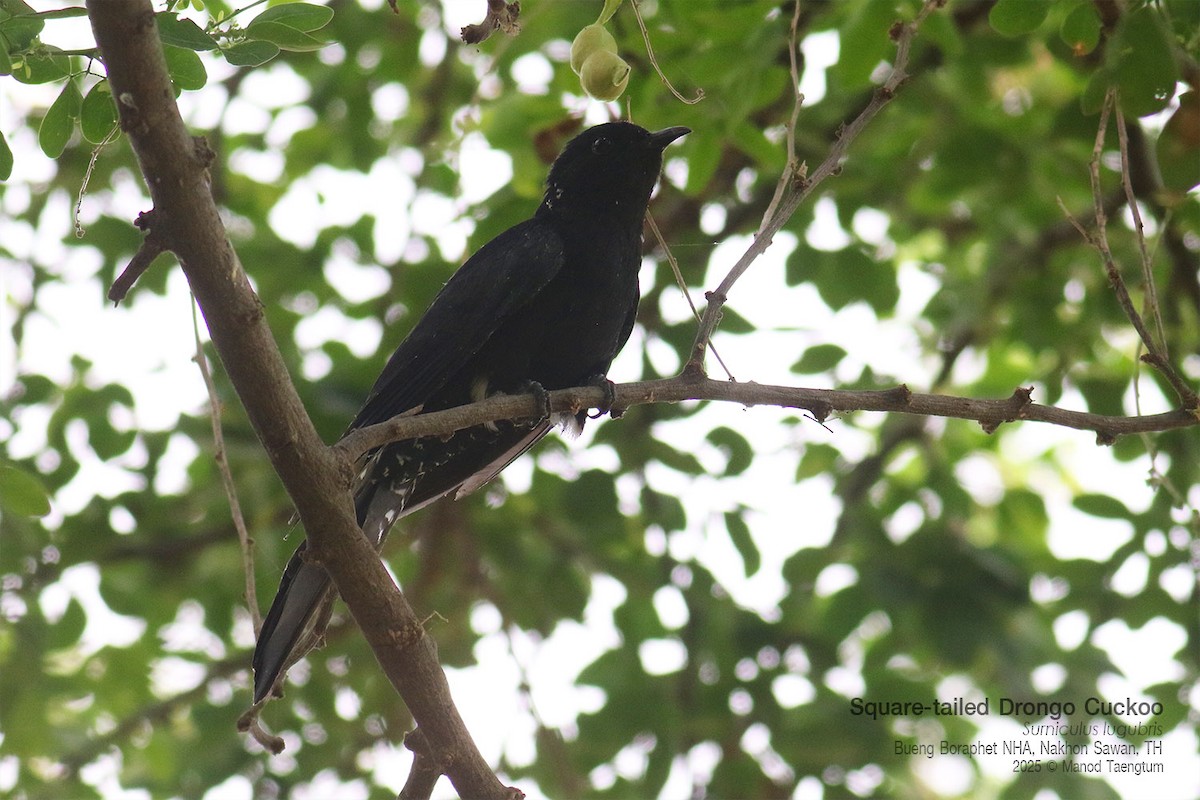 オウチュウカッコウ - ML646947460