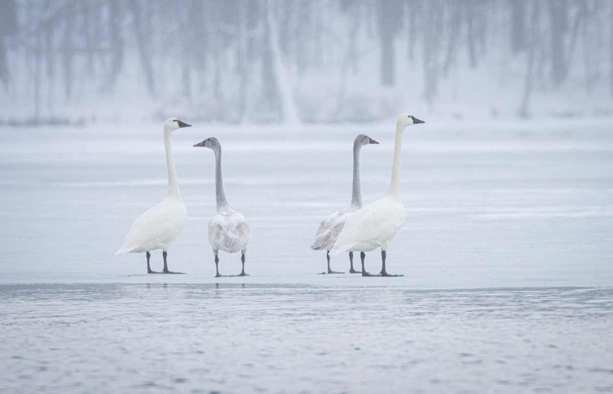 Лебідь чорнодзьобий - ML646947463