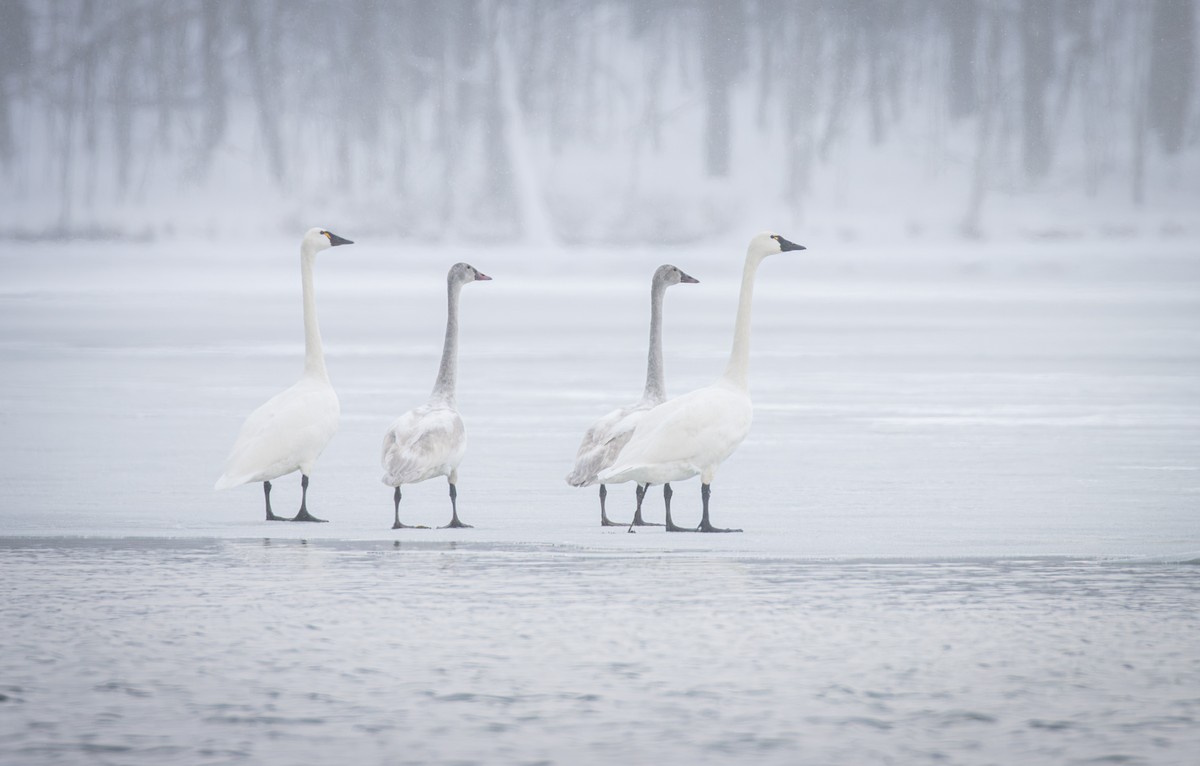 Лебідь чорнодзьобий - ML646947464