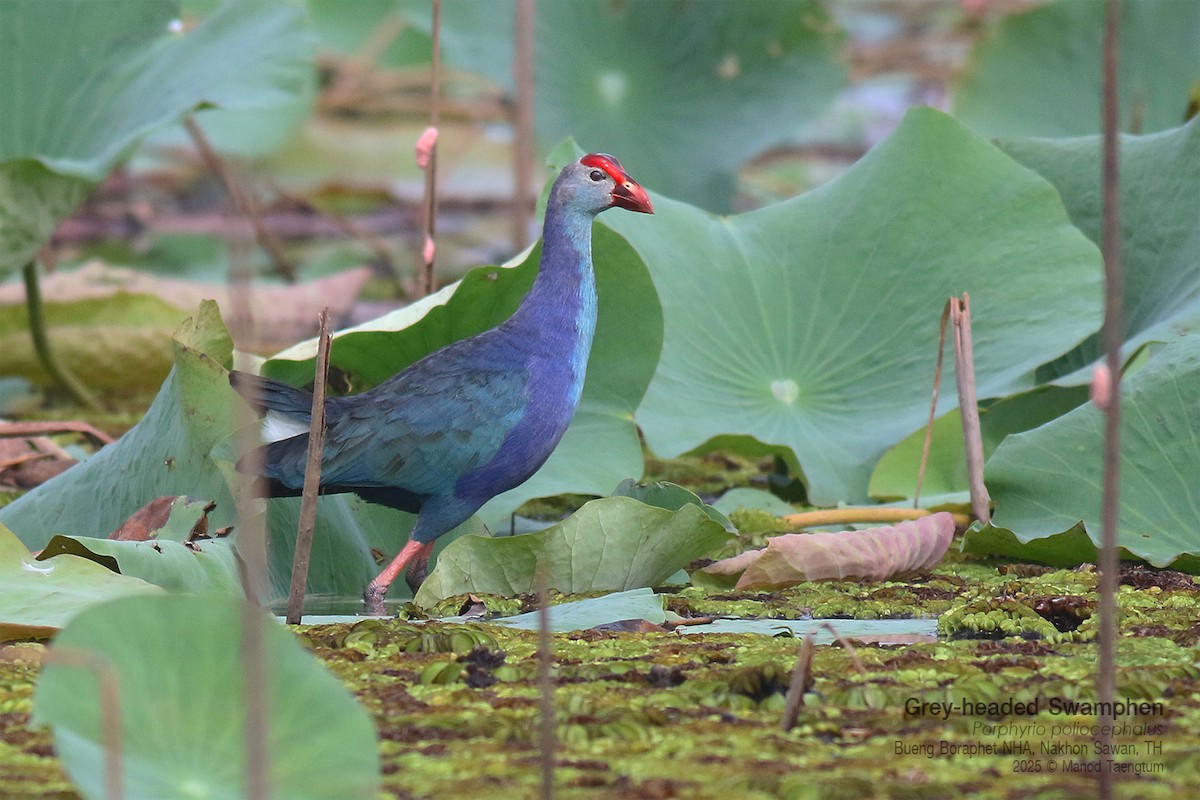 Gray-headed Swamphen - ML646947465