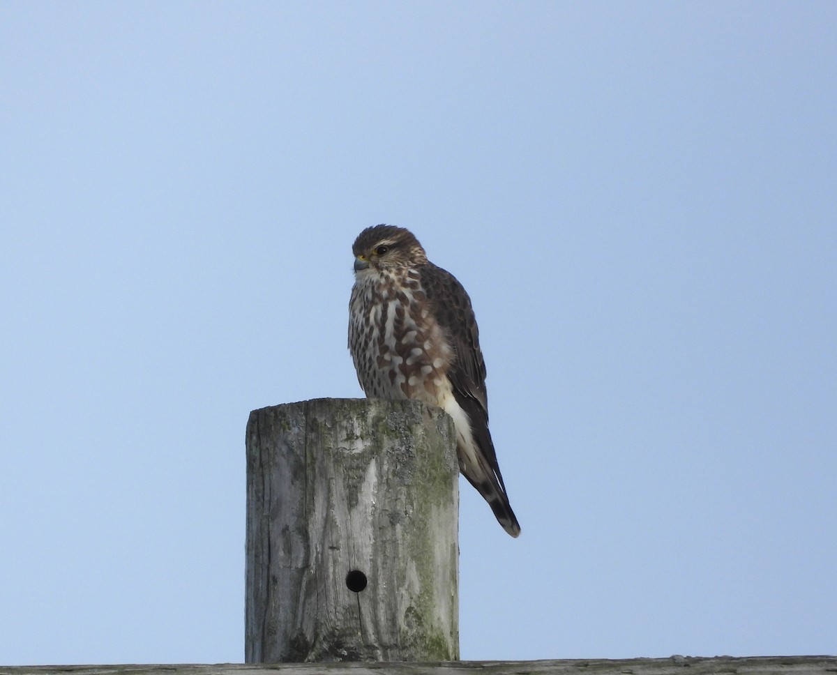 בז גמדי - ML646947466