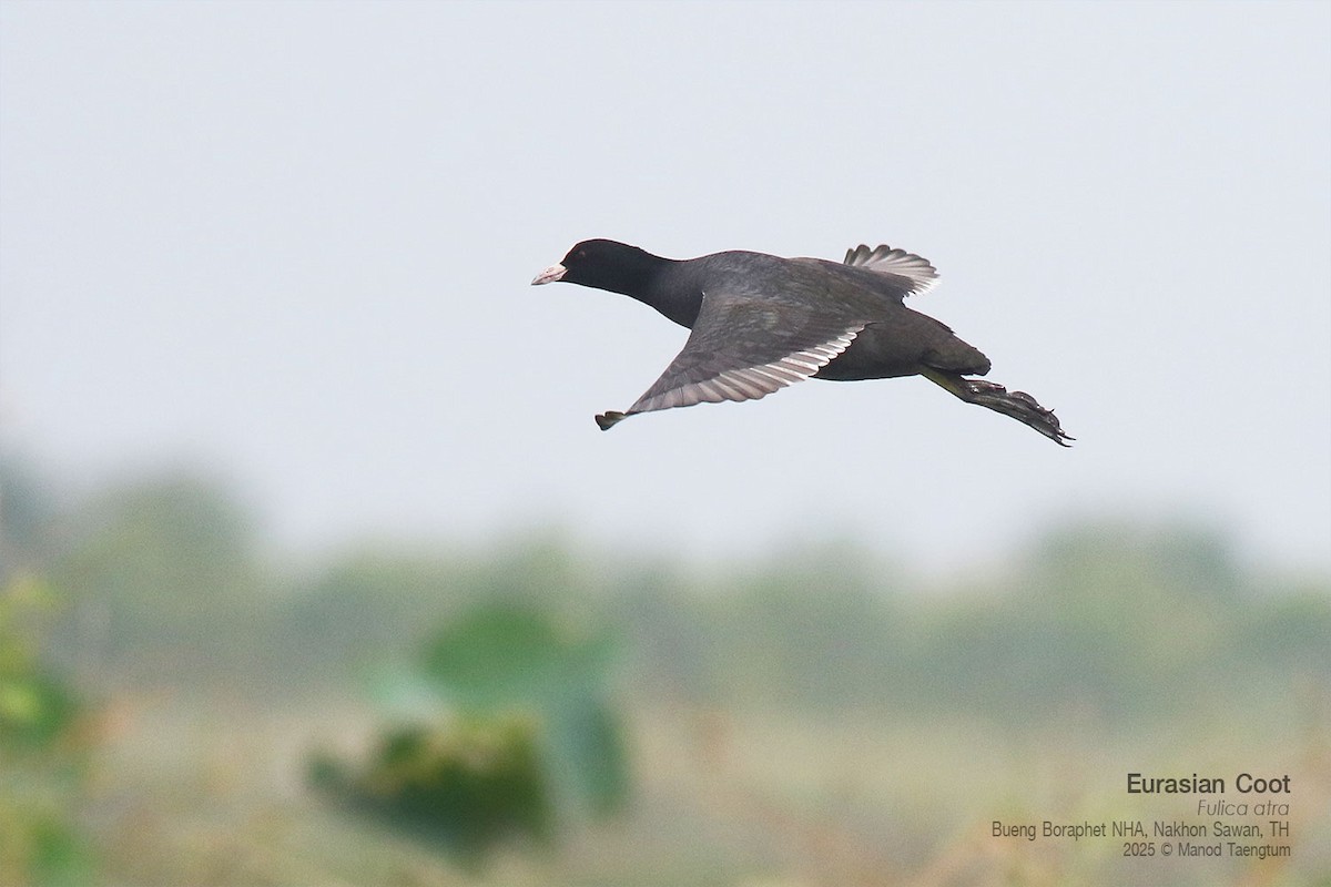 オオバン - ML646947474