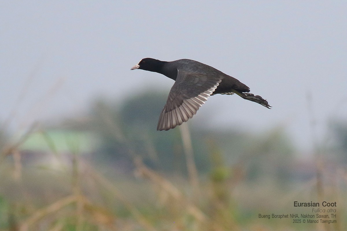 オオバン - ML646947475