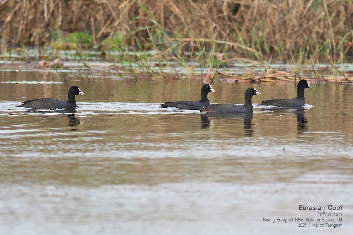オオバン - ML646947476