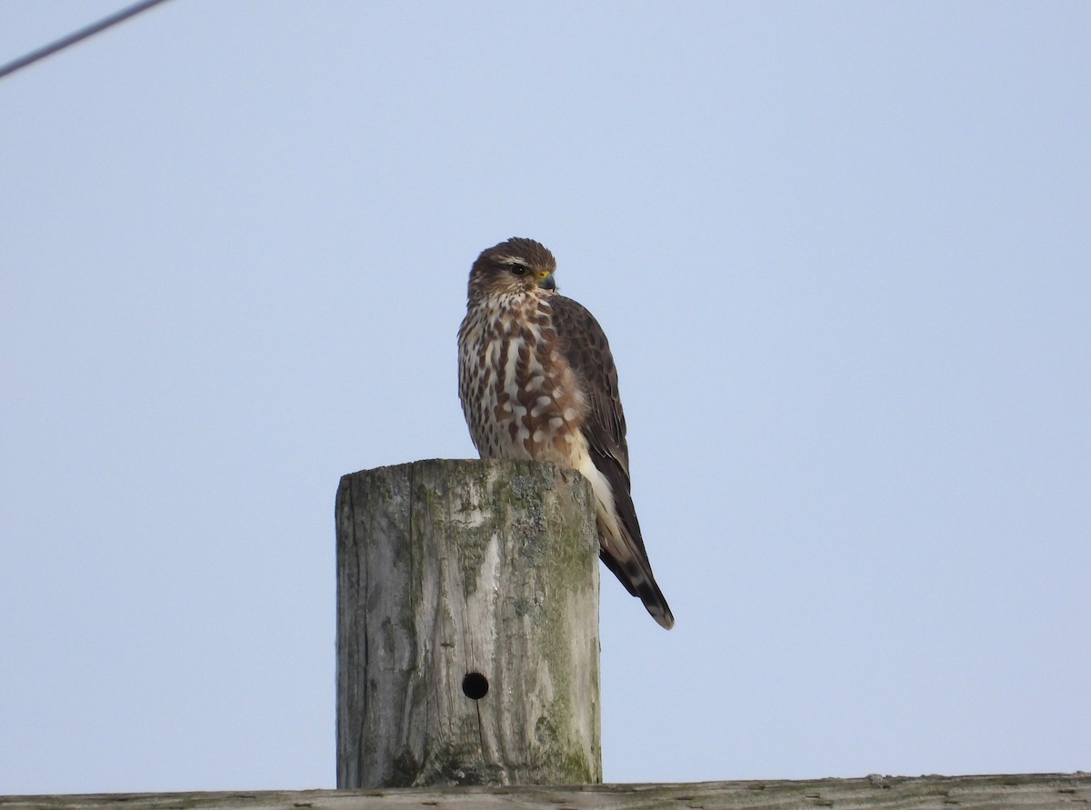 בז גמדי - ML646947478
