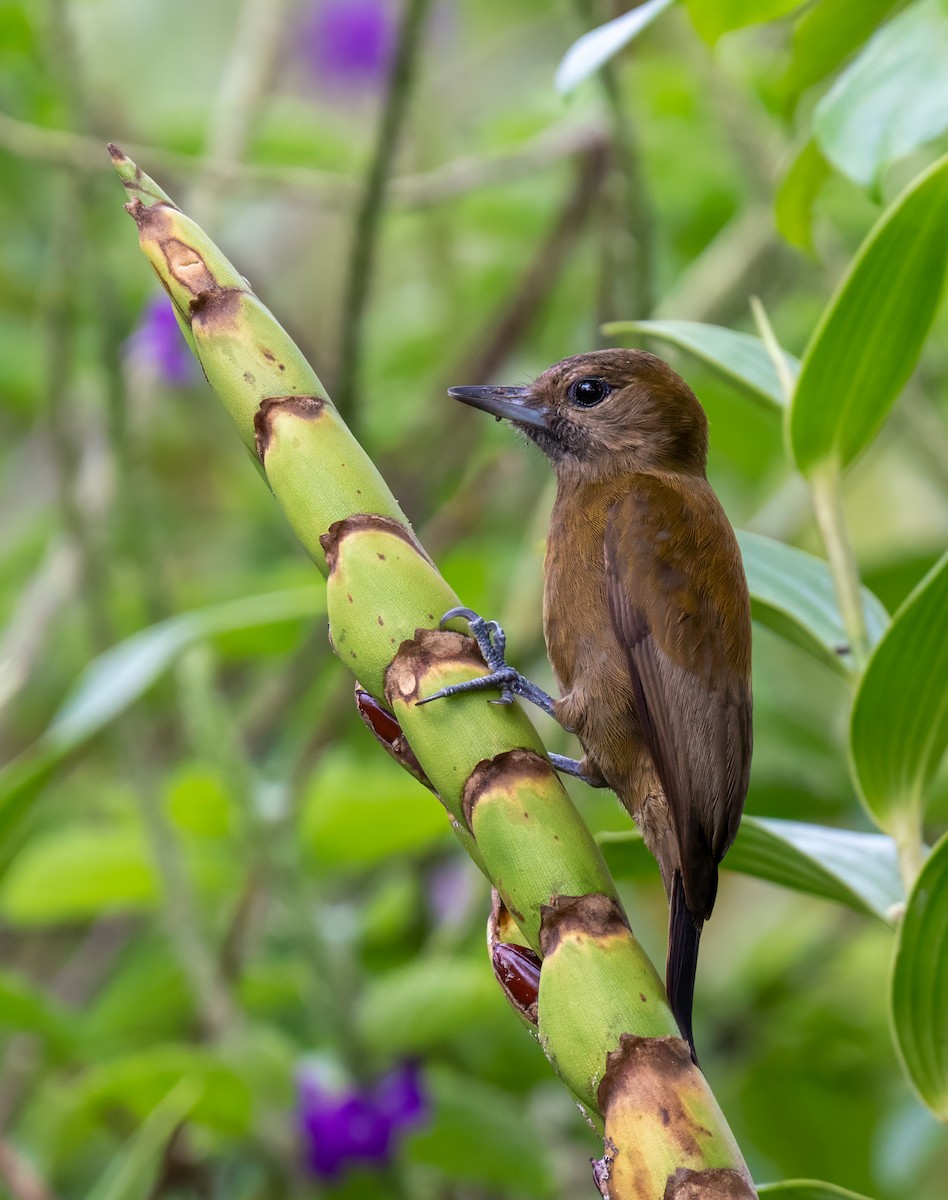 Kül Rengi Ağaçkakan - ML646947479