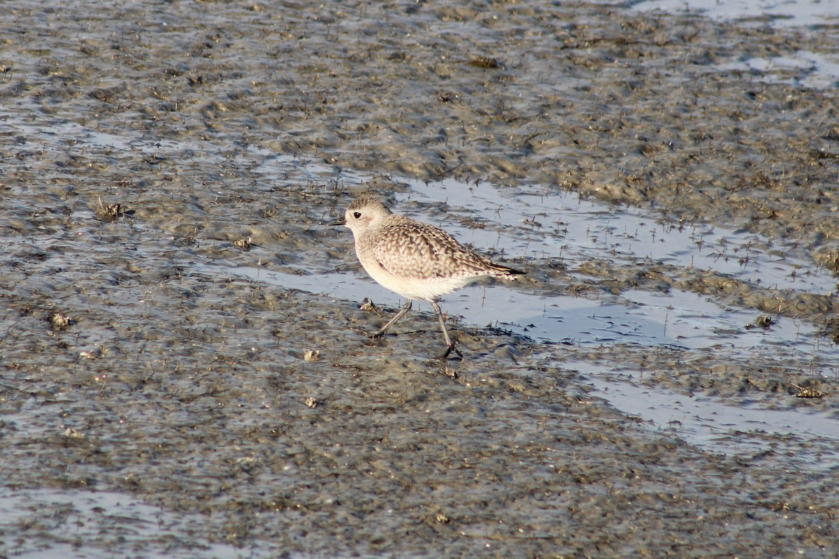 Black-bellied Plover - ML646947481