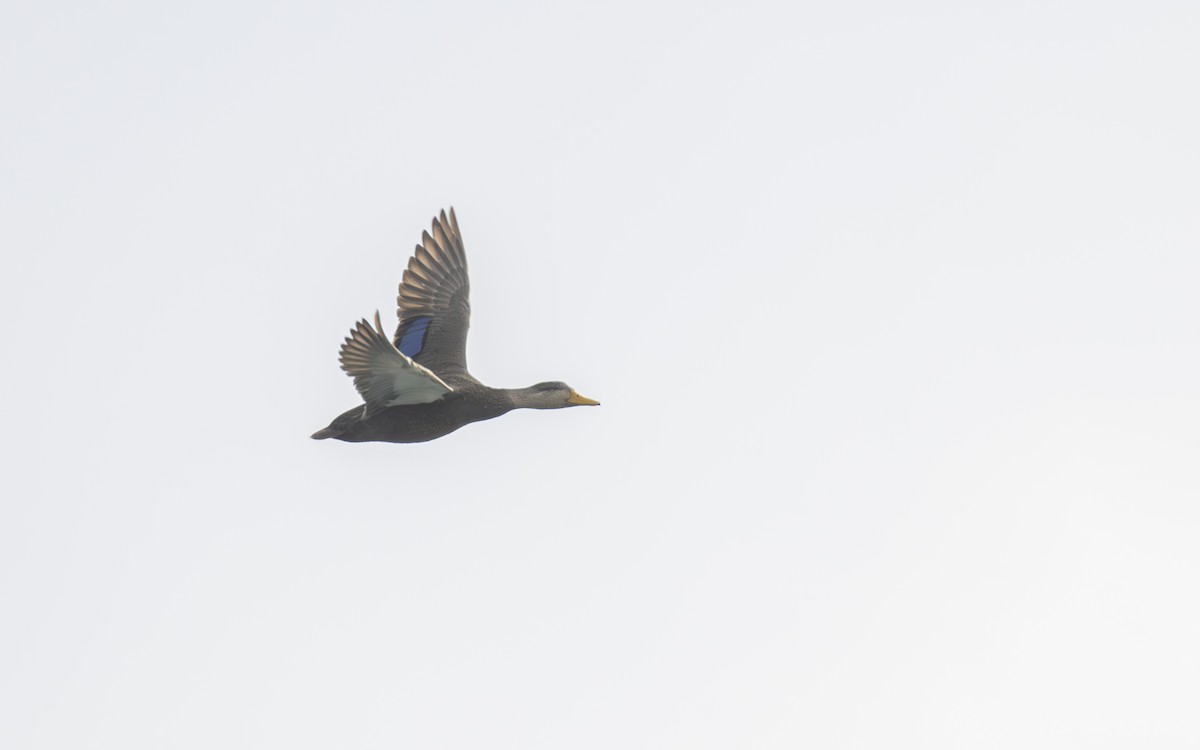 Крижень американський - ML646947482