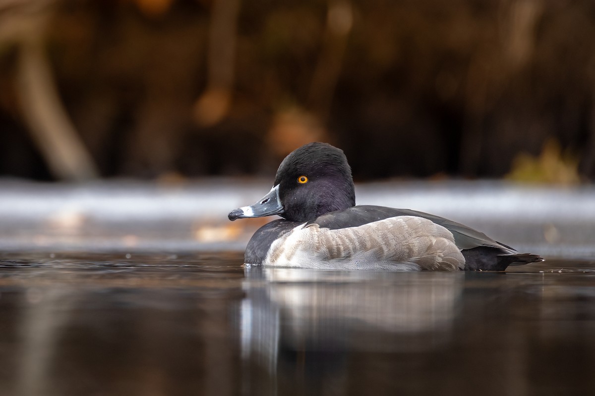 Ring-necked Duck - ML646947484