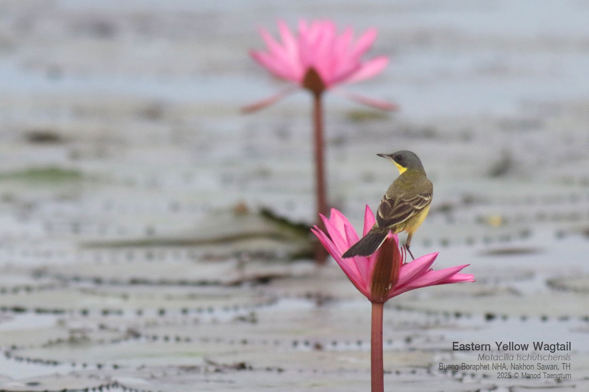ツメナガセキレイ（亜種 シベリアツメナガセキレイ／マミジロツメナガセキレイ） - ML646947488