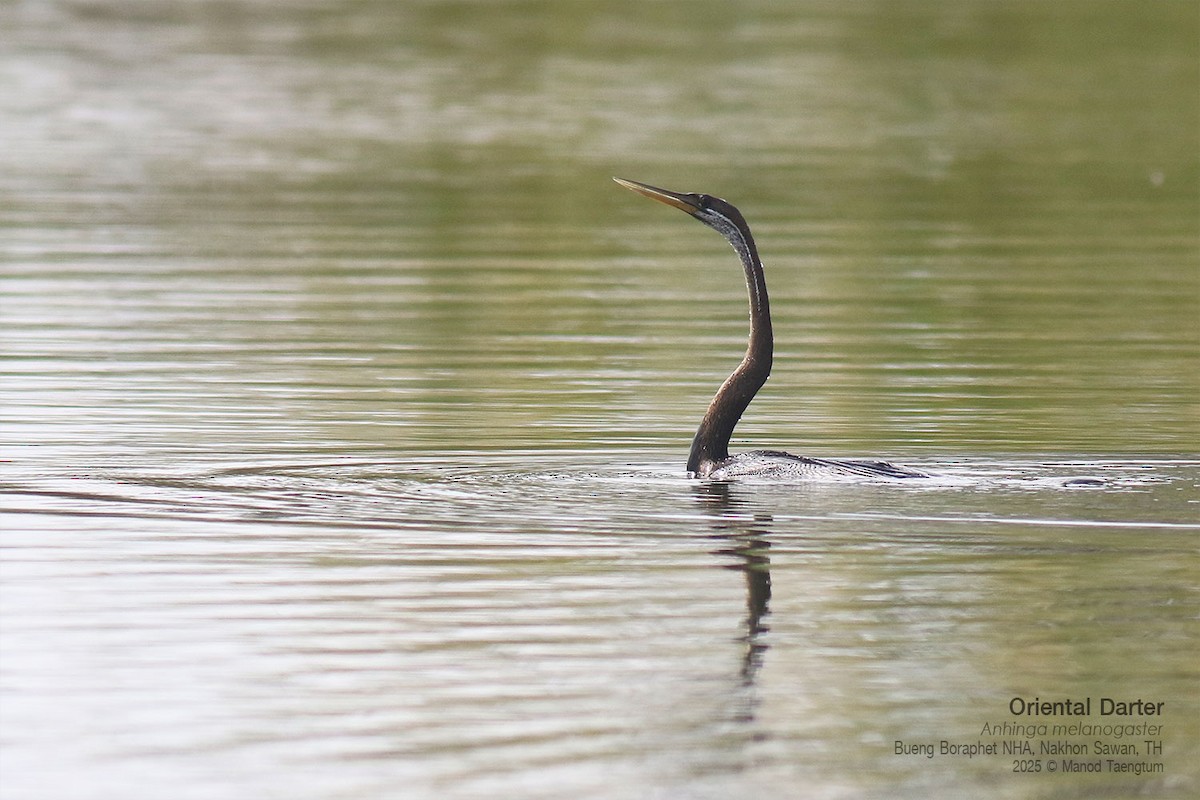 Oriental Darter - ML646947490