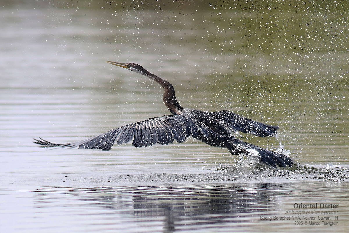 Oriental Darter - ML646947491