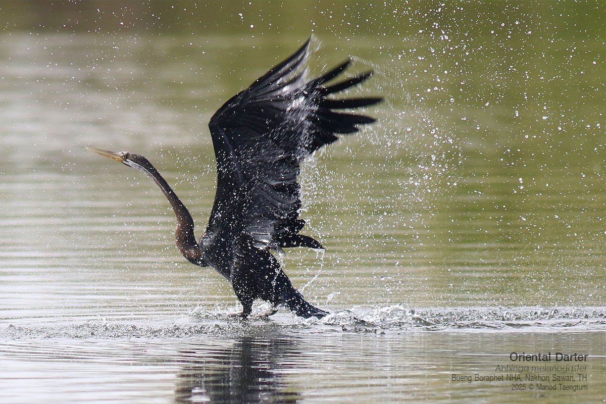 Oriental Darter - ML646947492