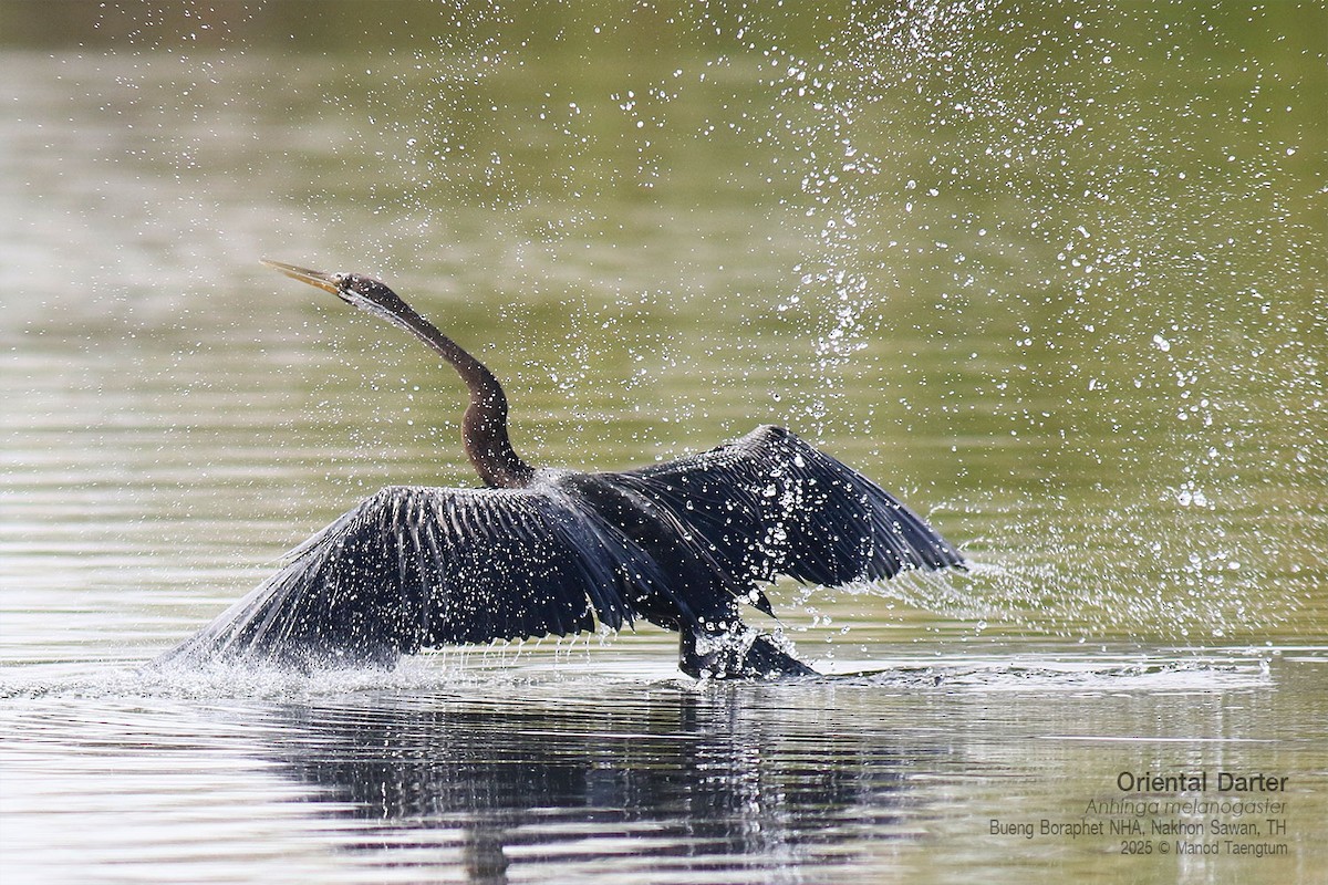 Oriental Darter - ML646947493