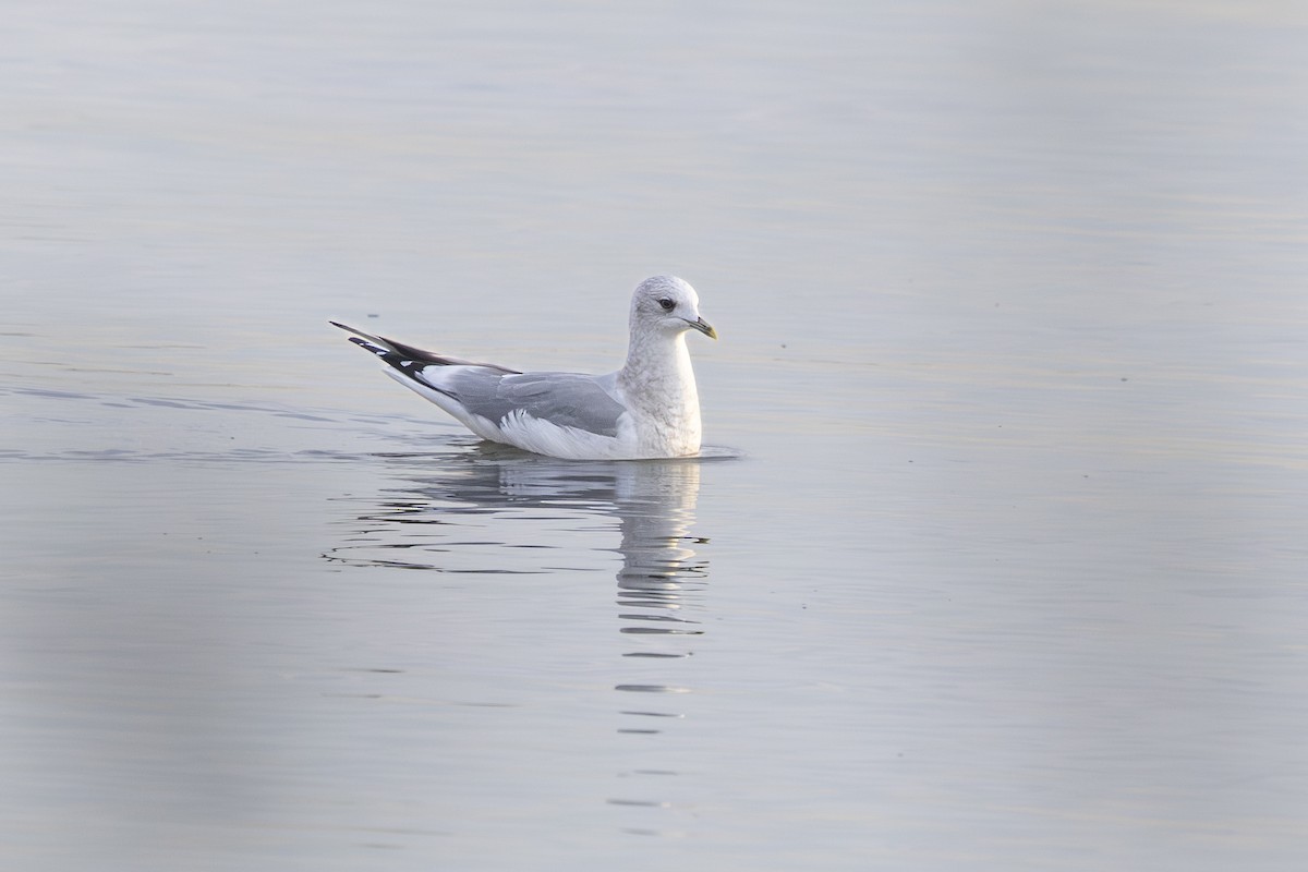 Short-billed Gull - ML646947494